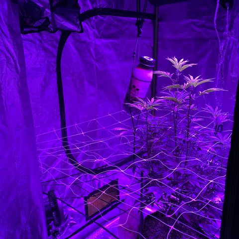 Jodi growlog photo: C02 placement