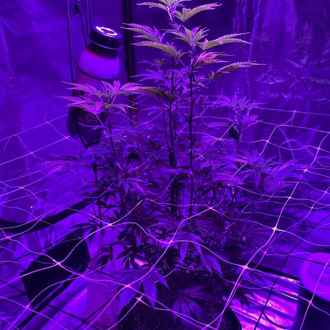 Jodi growlog photo: 3rd Day of Flowering