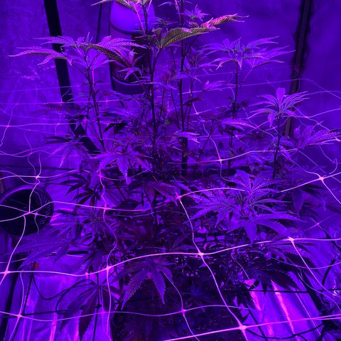 Jodi growlog photo: 3rd Day of Flowering