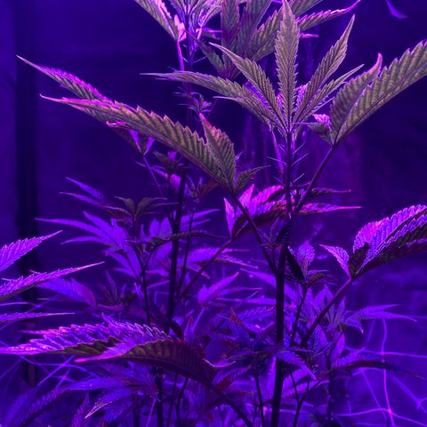 Jodi growlog timeline photo