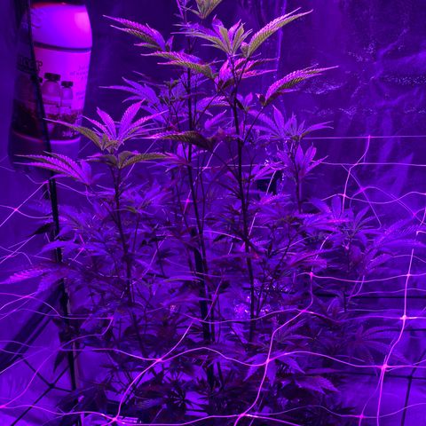 Jodi growlog timeline photo