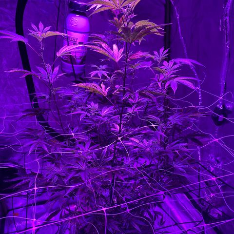 Jodi growlog timeline photo