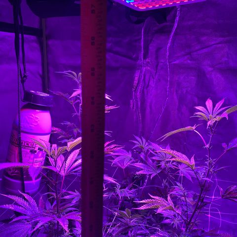 Jodi growlog timeline photo