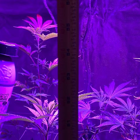 Jodi growlog timeline photo