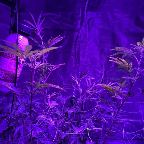 Jodi growlog timeline photo