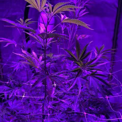 Jodi growlog timeline photo