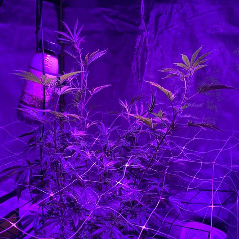 Jodi growlog timeline photo