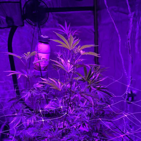 Jodi growlog timeline photo