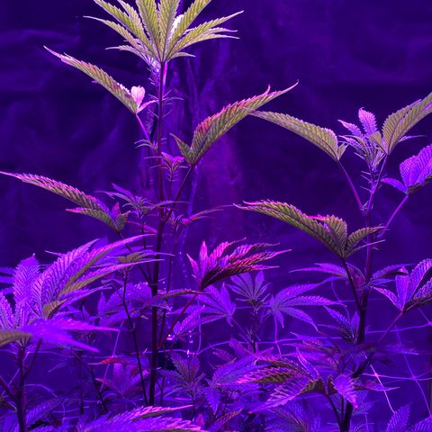 Jodi growlog timeline photo