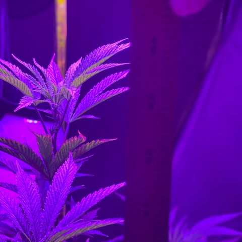 Jodi growlog timeline photo