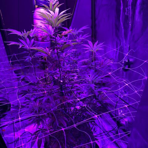 Jodi growlog timeline photo