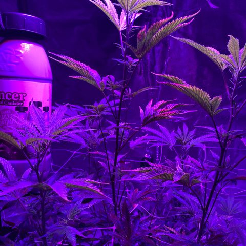 Jodi growlog timeline photo