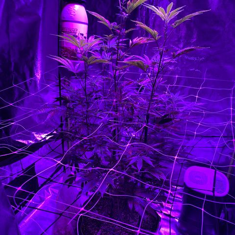 Jodi growlog timeline photo
