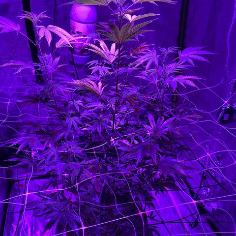 Jodi growlog timeline photo