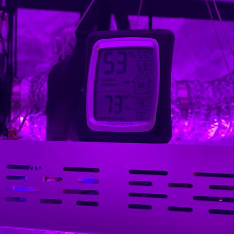 Jodi growlog photo: Day 12_Flowering