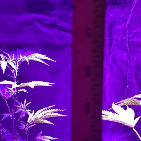 Jodi growlog photo: Day 12_Flowering
