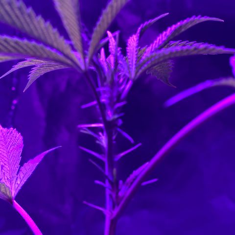 Jodi growlog photo: Day 12_Flowering