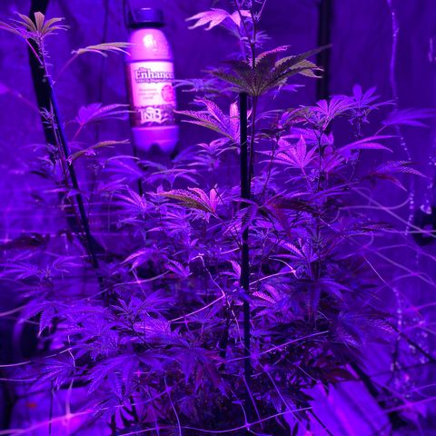 Jodi growlog timeline photo