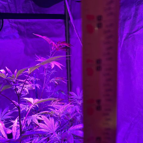 Jodi growlog timeline photo