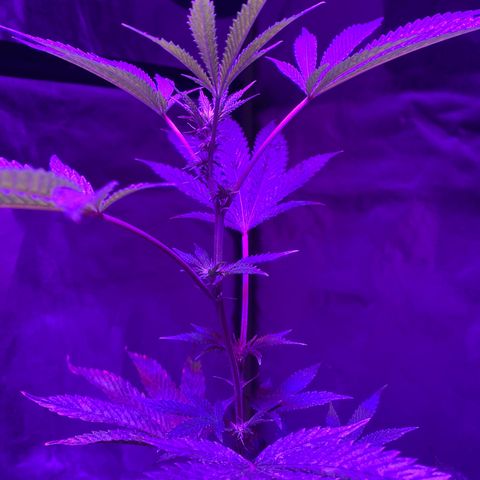 Jodi growlog timeline photo