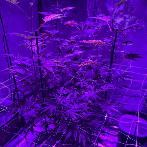 Jodi growlog timeline photo
