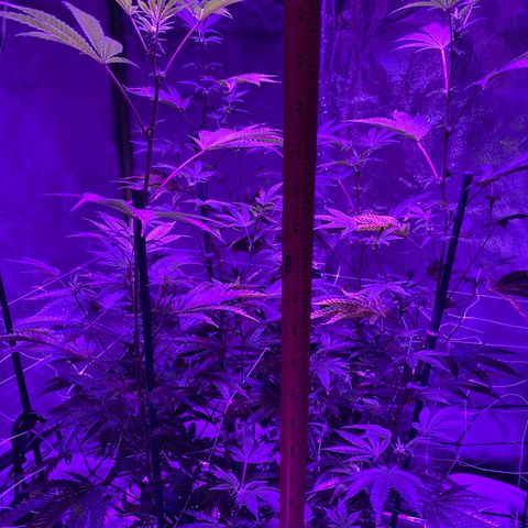 Jodi growlog timeline photo