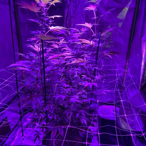 Jodi growlog timeline photo