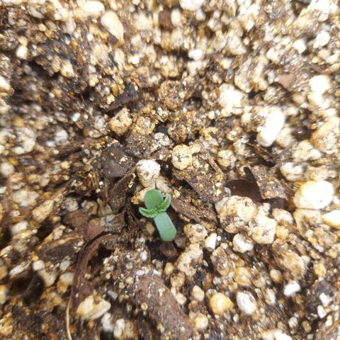 Euforia  #1 growlog photo: Hoje o cotilédones abriram e nasceram o 1 par de folhas