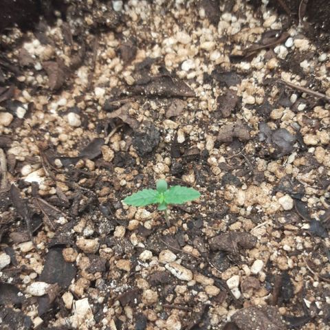 Euforia  #2 growlog timeline photo
