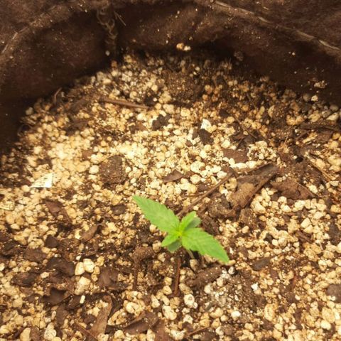 Euforia  #1 growlog timeline photo