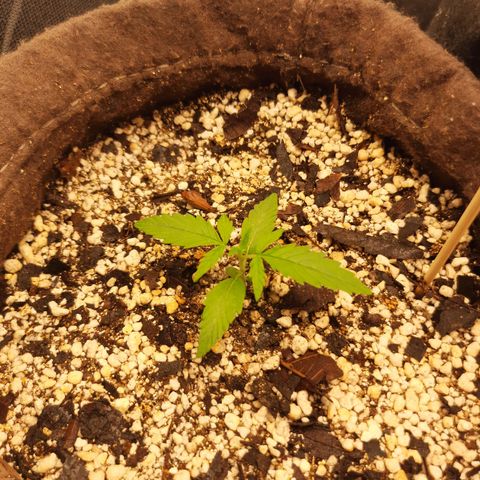 Euforia  #1 growlog photo: A planta começou a ratificar, o que indica o início do estágio vegetativo. Por isso optei aumentar a dose de nutrição para 1,5ml/L, uma dosagem intermediária.