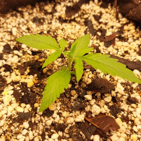 Euforia  #1 growlog timeline photo