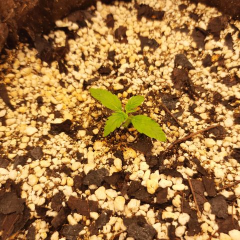 Euforia  #2 growlog photo: Desenvolvimento mais lento, comparado à Euforia #1, por isso optei em continuar na nutrição pra mudas.