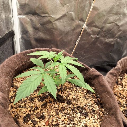 Euforia  #1 growlog timeline photo