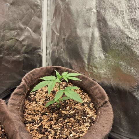 Euforia  #2 growlog timeline photo