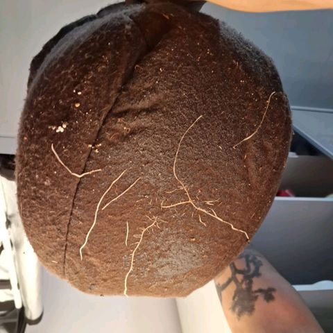 Euforia  #2 growlog timeline photo