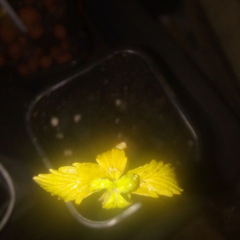 Banana Hollands Purple Kush Hermi x 2+1ptite growlog timeline photo
