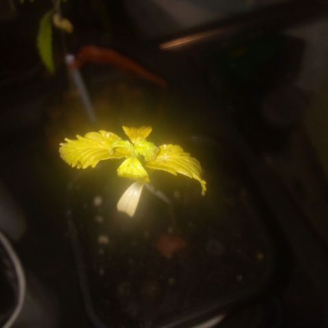 Banana Hollands Purple Kush Hermi x 2+1ptite growlog timeline photo