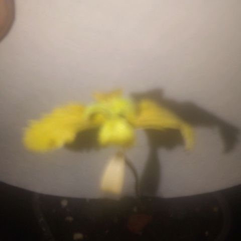 Banana Hollands Purple Kush Hermi x 2+1ptite growlog timeline photo