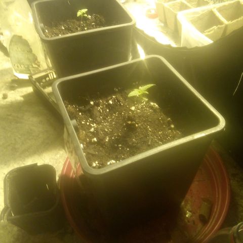 Banana Hollands Purple Kush Hermi x 2+1ptite growlog timeline photo