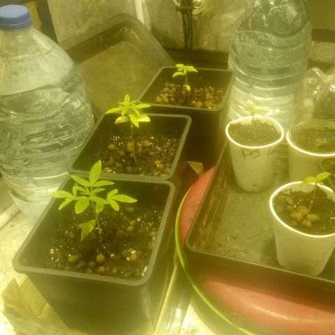 Banana Hollands Purple Kush Hermi x 2+1ptite growlog timeline photo