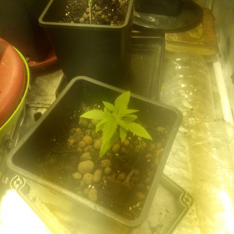 Banana Hollands Purple Kush Hermi x 2+1ptite growlog timeline photo