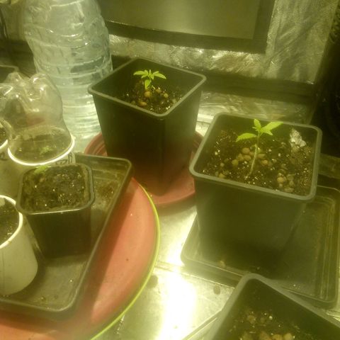 Banana Hollands Purple Kush Hermi x 2+1ptite growlog timeline photo