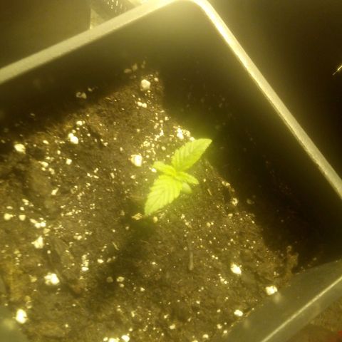 Banana Hollands Purple Kush Hermi x 2+1ptite growlog timeline photo