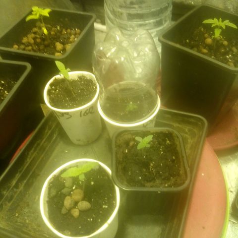 Banana Hollands Purple Kush Hermi x 2+1ptite growlog timeline photo