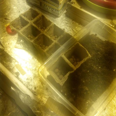 Banana Hollands Purple Kush Hermi x 2+1ptite growlog timeline photo