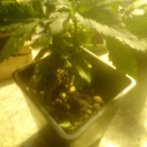 4-PURPLE BUD x 4 growlog timeline photo