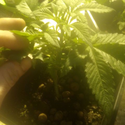 4-PURPLE BUD x 4 growlog timeline photo