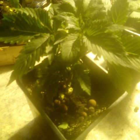 Banana Hollands Purple Kush Hermi x 2+1ptite growlog photo:  Elle pocd