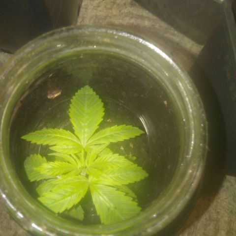 Banana Hollands Purple Kush Hermi x 2+1ptite growlog photo:  Elle pocd